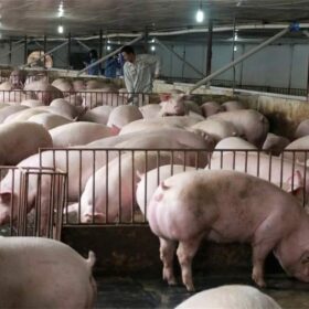 Chăn Nuôi Heo Hiệu Quả Nhờ Thức Ăn Chăn Nuôi FeCo – Bí Quyết Thành Công Từ Các Trang Trại Thực Tế