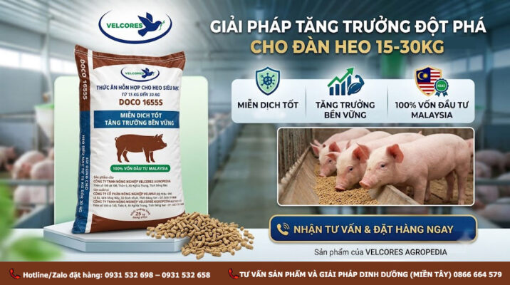 Dinh dưỡng chuẩn Malaysia cho heo 15-30kg với cám DOCO 1655S! Đạm 18%, bao 40kg tiết kiệm, hỗ trợ đường ruột khỏe mạnh. Liên hệ nhận báo giá tận nhà máy!