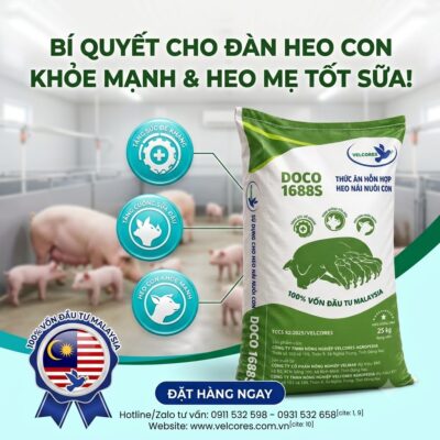 Dinh dưỡng chuẩn Malaysia cho nái cho con bú với DOCO 1688S! Đạm 17.5%, sữa nhiều đặc mát, giúp heo con khỏe mạnh. Hotline/Zalo tư vấn: 0911 532 598!